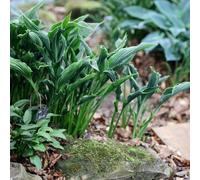 Primrose Hosta Praying Hands Plantain Lily 9Cm Pot Perennial Plant