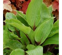 Primrose Hosta Purple Heart Plantain Lily 9Cm Pot Perennial Plant