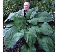 Primrose Hosta T-Rex Giant Plantain Lily 9Cm Pot Perennial Plant