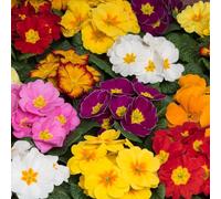 Primrose 'Husky Select Mix'. Plug Plant x6. Primula plants, winter bedding flowers. Bedwen Plants Online Garden Centre