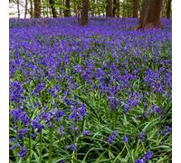 Primrose Hyacinthoides Non-Scripta English Bluebells 9Cm Pot 3 Per Pot Bulb Plant