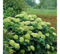 Primrose Hydrangea Arborescens Sublime Annabelle Severnwort 5 Litre Pot Shrub Plant