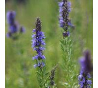Primrose Hyssop Herb Plant Hyssopus Officinalis 9Cm Pot