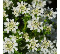 Primrose Iberis Sempervirens Appen-Etz Candy Tuft 9Cm Pot Perennial Plant