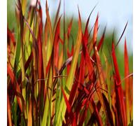 Primrose Imperata Cylindrica Rubra Japanese Blood Grass 9Cm Pot Grass Plant