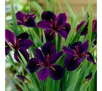 Primrose Iris Black Gamecock Water Iris 1 Litre Aquatic Pot Pond Plant