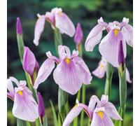 Primrose Iris Ensata Rose Queen Japanese Water Iris 1 Litre Aquatic Pot Pond Plant