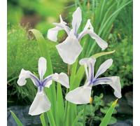 Primrose Iris Laevigata Snowdrift Japanese Water Iris 1 Litre Aquatic Pot Pond Plant