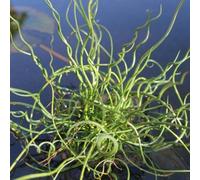 Primrose Juncus Effusus F. Spiralis Corkscrew Rush 9Cm Pot Pond Plant