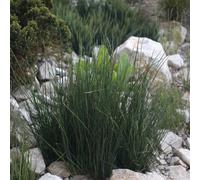 Primrose Juncus Effusus Soft Rush 9Cm Pot Pond Plant