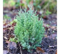 Primrose Juniperus Chinensis Pyramidalis Chinese Juniper 1 Litre Pot Conifer Bush