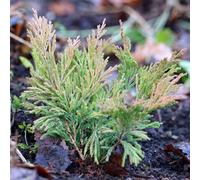 Primrose Juniperus Horizontalis Limeglow Creeping Juniper 1 Litre Pot Conifer Bush