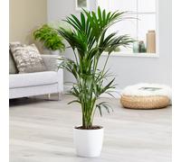 Primrose Kentia Palm Howea Forsteriana Large Indoor Office Tree 130cm Plant Houseplant XL 24cm Pot in Green Primrose Green