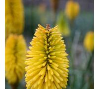 Primrose Kniphofia Bees Lemon Red Hot Poker 9Cm Pot Perennial Plant