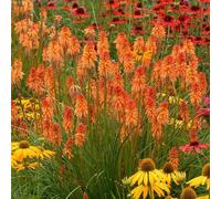 Primrose Kniphofia Ember Glow Red Hot Poker 9Cm Pot Perennial Plant
