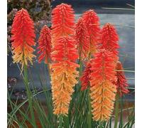 Primrose Kniphofia Poco Sunset Red Hot Poker 9Cm Pot Perennial Plant