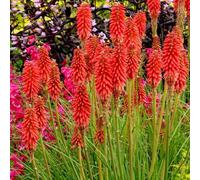 Primrose Kniphofia Redhot Popsicle Red Hot Poker 9Cm Pot Perennial Plant