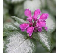 Primrose Lamium Maculatum Beacon Silver Dead Nettle 9Cm Pot Perennial Plant
