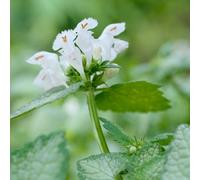 Primrose Lamium Maculatum White Nancy Dead Nettle 9Cm Pot Perennial Plant