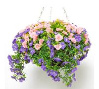 Primrose Large Artificial Petunia Flowers Rattan Hanging Basket Decoration Purple & Pink 30Cm