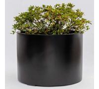 Primrose Large Black Stone Composite Low Cylinder Planter Flower Pot 70Cm