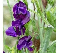 Primrose Lathyrus Blue Velvet Flowering Bedding Plants 9cm Pot in Purple Primrose Purple