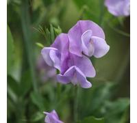 Primrose Lathyrus Odoratus Leamington Flowering Bedding Plants 9cm Pot in Lavender Primrose Lavender