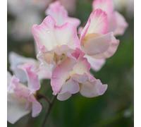 Primrose Lathyrus Odoratus Mollie Rilstone Flowering Bedding Plants 9cm Pot in Pink Primrose Pink