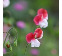 Primrose Lathyrus Odoratus Painted Lady Flowering Bedding Plants 9cm Pot in Red Primrose Red