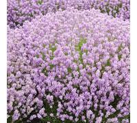Primrose Lavandula Angustifolia Rosea Lavender 9Cm Pot Shrub Plant