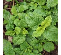 Primrose Lemon Balm or Melissa Officinalis 9cm Pot Herb Plant in Green | Size: 1 Pack Primrose Green 1 Pack