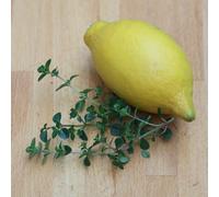 Primrose Lemon Thyme Herb Plant Thyme Culinary Lemon 9cm Pot in Green | Size: 3 Pack Primrose Green 3 Pack