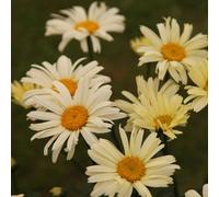 Primrose Leucanthemum X Superbum Banana Cream Shasta Daisy 9Cm Pot Perennial Plant
