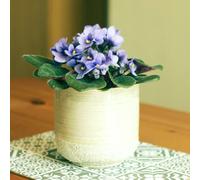 Primrose Light Blue African Violet Saintpaulia Indoor Plant 12cm Pot 15cm Tall in Green Primrose Green