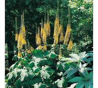 Primrose Ligularia The Rocket 9Cm Pot Perennial Plant