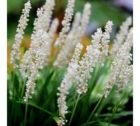 Primrose Liriope Muscari Monroe White Lily-Turf 9Cm Pot Perennial Plant