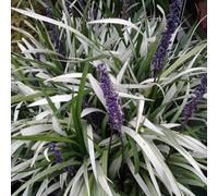 Primrose Liriope Muscari Okina Lily-Turf 9Cm Pot Perennial Plant