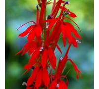 Primrose Lobelia Cardinalis Cardinal Flower 9Cm Pot Pond Plant