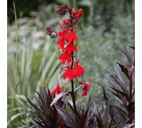 Primrose Lobelia Cardinalis Queen Victoria Cardinal Flower 9Cm Pot Perennial Plant