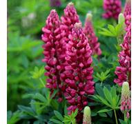 Primrose Lupinus Gallery Red Lupin 9Cm Pot Perennial Plant