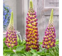 Primrose Lupinus Manhattan Lights West Country Lupin 9Cm Pot Perennial Plant