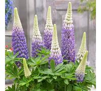 Primrose Lupinus Persian Slipper West Country Lupin 9Cm Pot Perennial Plant
