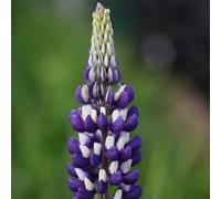 Primrose Lupinus The Governor Lupin 9Cm Pot Perennial Plant