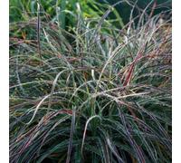 Primrose Luzula Nivea Snowy Woodrush 9Cm Pot Grass Plant