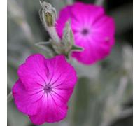 Primrose Lychnis Coronaria Rose Campion 9Cm Pot Perennial Plant