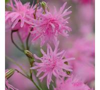 Primrose Lychnis Flos-Cuculi Jenny Ragged Robin 9Cm Pot Perennial Plant