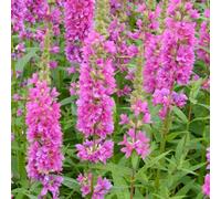 Primrose Lythrum Salicaria Robert Loosestrife 9Cm Pot Perennial Plant