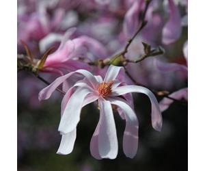 Primrose Magnolia X Loebneri Leonard Messel Magnolia 2 Litre Pot 30Cm Tall Shrub Plant