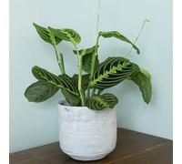 Primrose Maranta Leuconeura Erythroneura Lemon Lime Prayer Plant 12Cm Pot 20Cm Tall Foliage House Plants