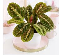 Primrose Maranta Leuconeura Fascinator Prayer Plant 12cm Pot 25cm Tall Plants in Green Primrose Green